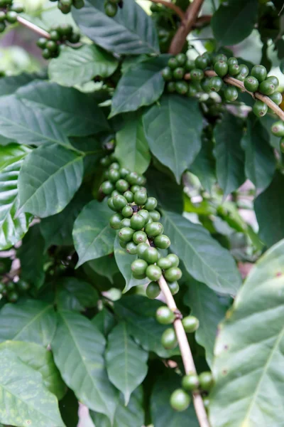 Grains de café vert — Photo