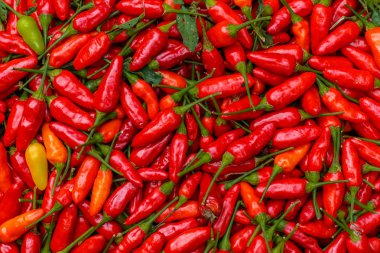 Kırmızı Pul Biber