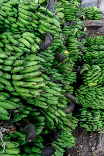 Green bananas — Stock Photo, Image