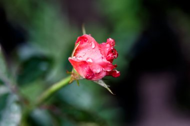 Su damlalı gül