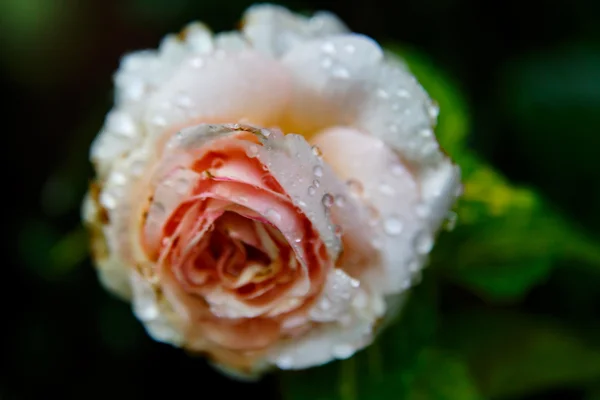 Belle rose rose avec des gouttes d'eau — Photo