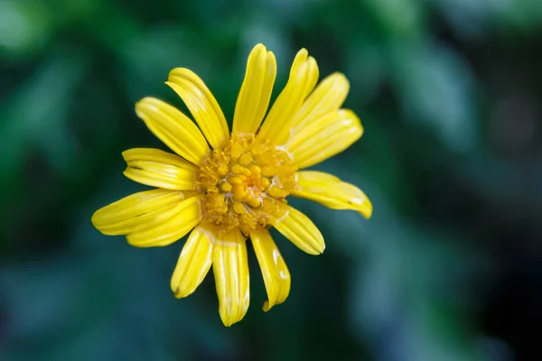 Flor de margerita amarilla con gotas de agua — Foto de Stock