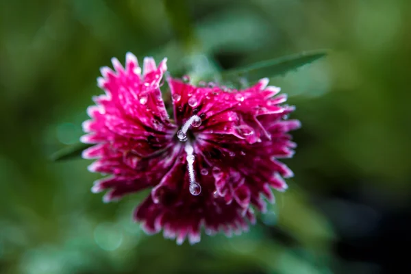 Purple carnations with water drops — Stock Photo, Image