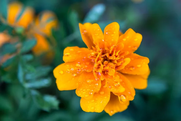 San diego flower withwater drops — Stock Photo, Image
