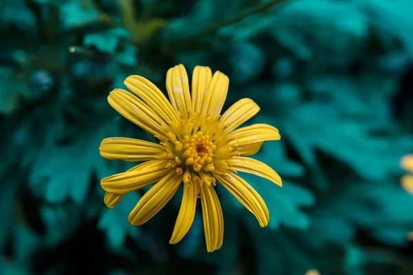 Yellow margeritte flower with water drops — Stock Photo, Image