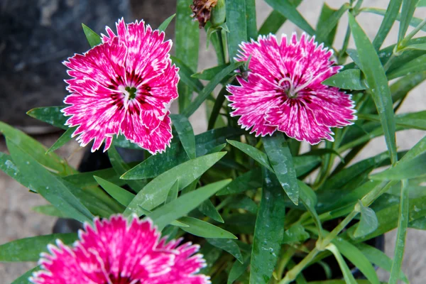 Nejlikor, rosa blommor — Stockfoto