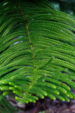 Köknar ayrıntılı olarak bırak