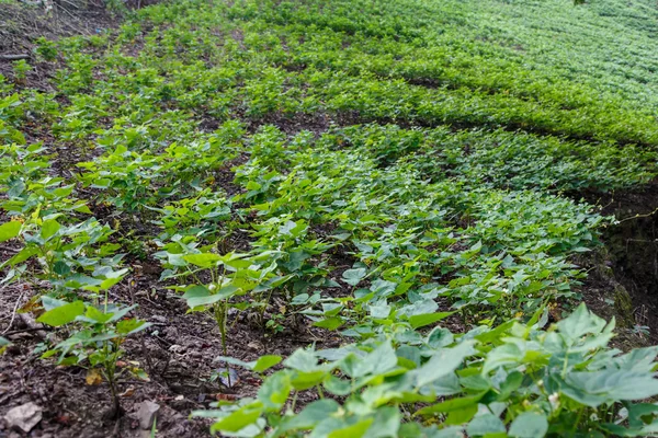 Rural frijoles field — Stock Photo, Image