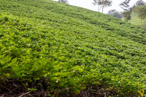 Campo frijoles rurale — Foto Stock