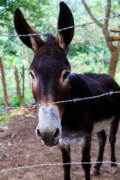 Burro negro —  Fotos de Stock