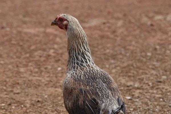 Kip uit een boerderij — Stockfoto