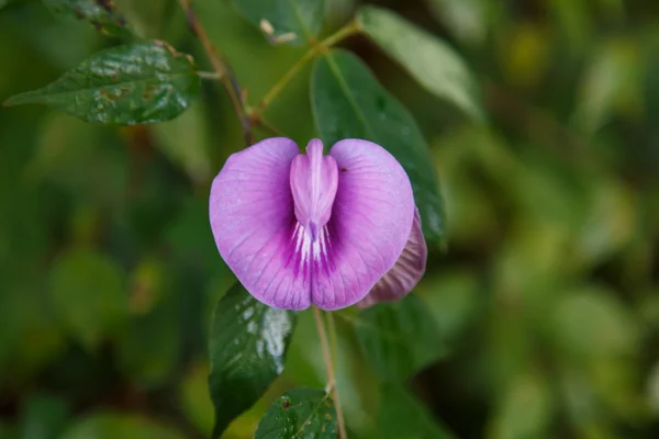 Fleur pourpre — Photo