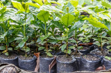 Kahve plantationfrom Nikaragua