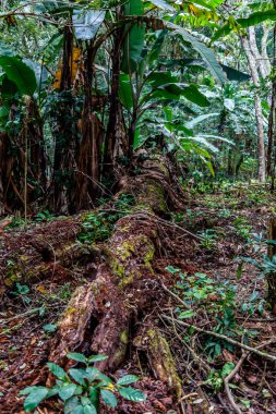 Tropikal Orman
