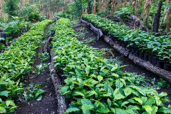 Coffee plantation — Stock Photo, Image