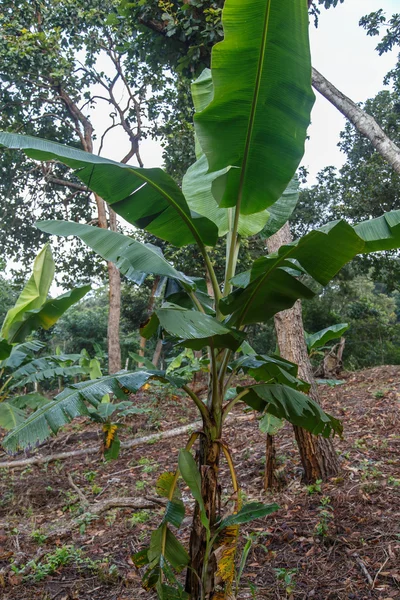 Small banana tree — Stock Photo, Image