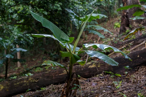 Pequeño plátano en la selva — Foto de Stock