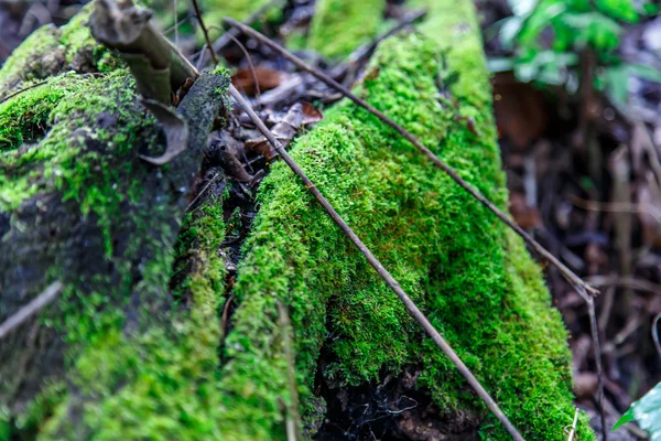 Зелений мох з джунглів — стокове фото