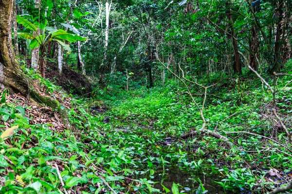 Bosque tropical — Foto de Stock