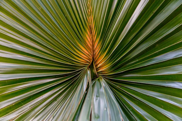 緑のヤシの木の葉 — ストック写真