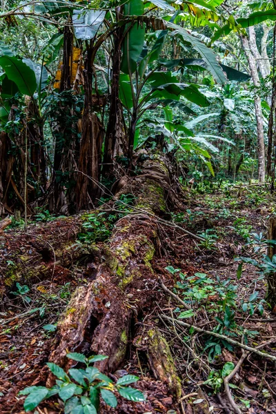 Bosque tropical — Foto de Stock