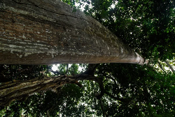 Árvore reinflorestal gigante — Fotografia de Stock