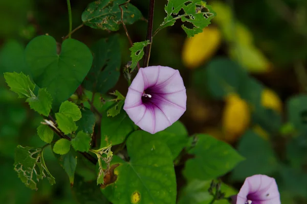 Flores de luvas de raposa em forma de feixe — Fotografia de Stock