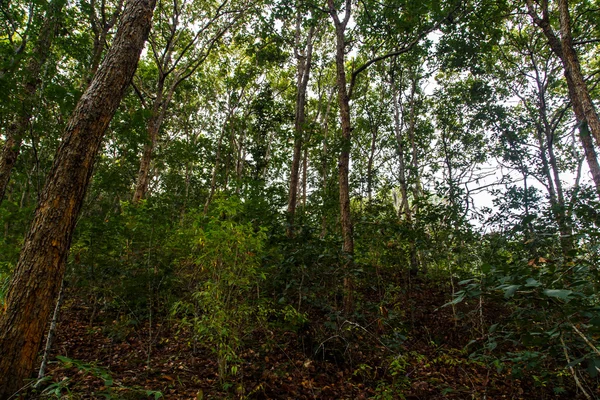 Bosque tropical — Foto de Stock