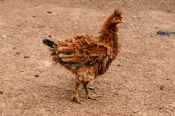 Brown hen from a farm — Stock Photo, Image