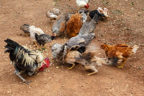 Hen group eating — Stock Photo, Image