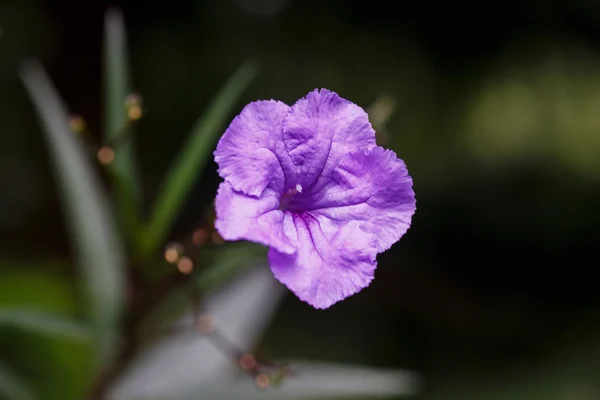 Fialový květ — Stock fotografie