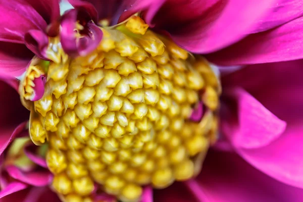 Flor roxa com pólen amarelo em detalhes — Fotografia de Stock