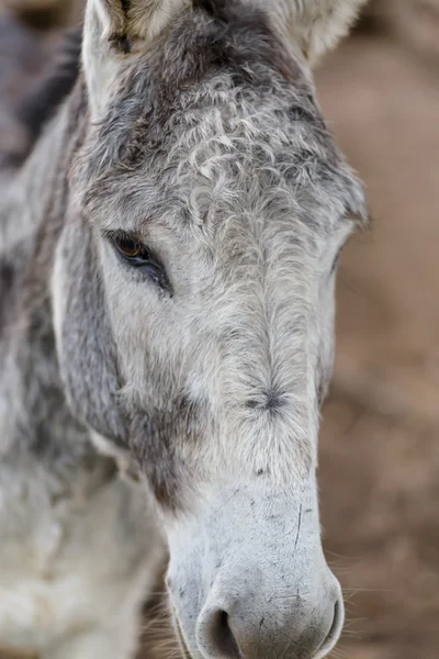 Grey donkey head — Stock Photo, Image