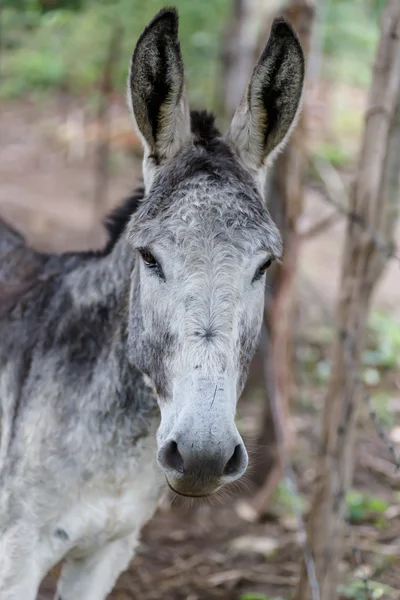 Grey donkey head — Stock Photo, Image