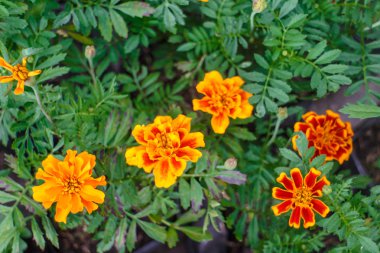 turuncu ve kırmızı çiçekler