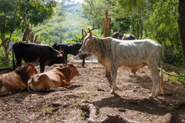Bulls bir kırsal çiftlik