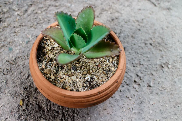 Malý kaktus v hrnci — Stock fotografie