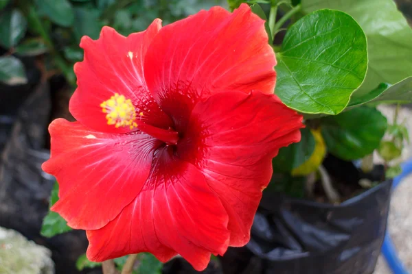 Rote Blume — Stockfoto