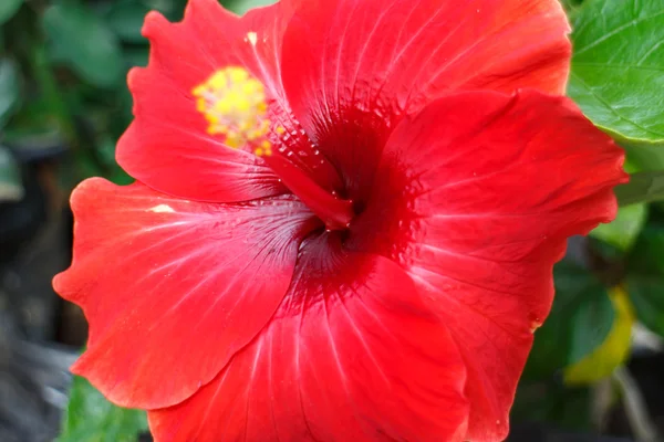 Große rote tropische Blume — Stockfoto