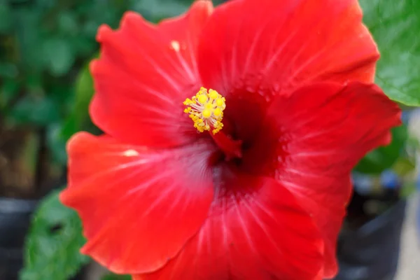 붉은 열대 꽃 — 스톡 사진