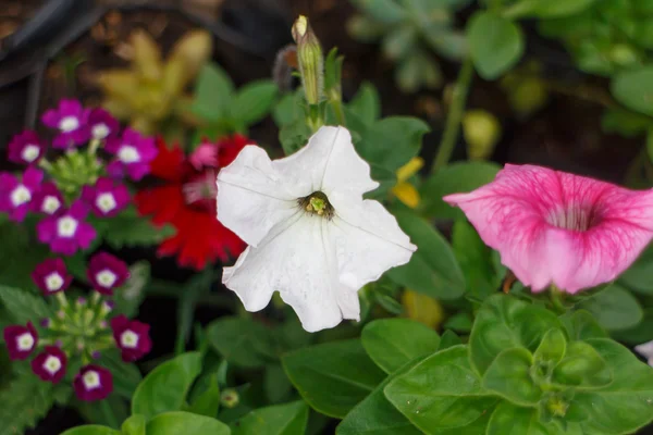 Bunte Blumen — Stockfoto