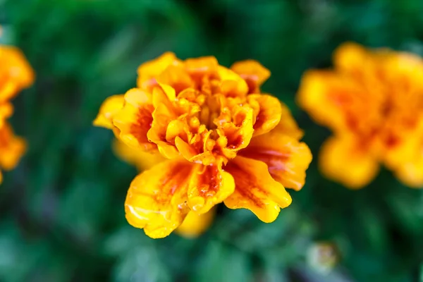 San diego flowers — Stock Photo, Image