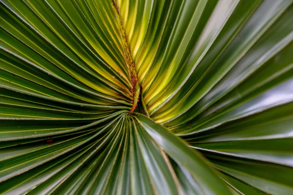 Palmera verde —  Fotos de Stock