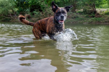 Bir nehir üzerinde hoplayıp