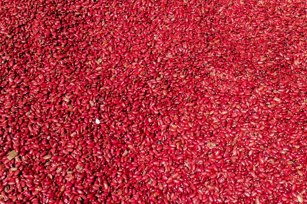 Pile of red beans — Stock Photo, Image