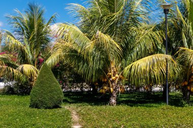 Selvi ve avuç içi ile Bahçe