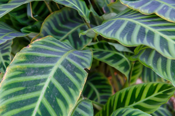 열 대 식물 — 스톡 사진