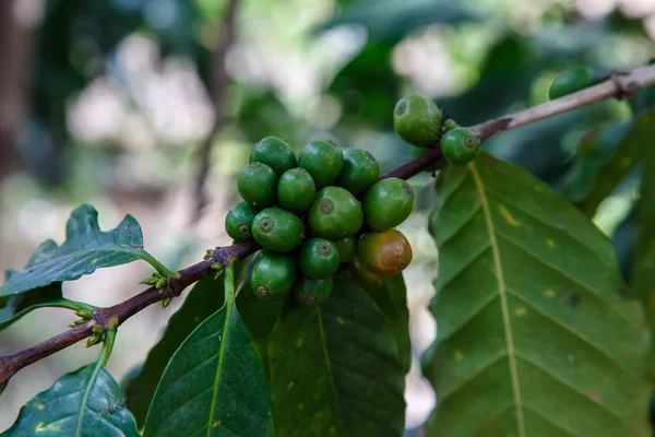 Grãos de café crescendo na planta — Fotografia de Stock