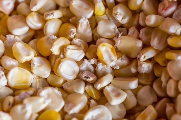 Pile of corn — Stock Photo, Image