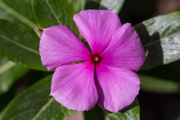 Rosa Blume — Stockfoto